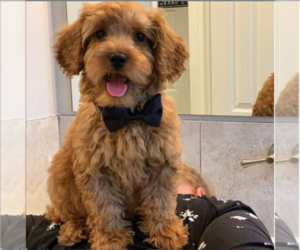 Australian Labradoodle Puppy for sale in WACO, TX, USA