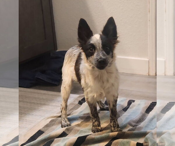 Medium Photo #2 Mutt Puppy For Sale in Paso Robles, CA, USA