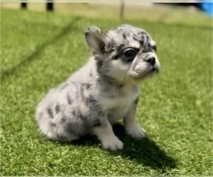 French Bulldog Puppy for sale in WEST HOLLYWOOD, CA, USA