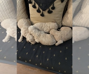 Goldendoodle Puppy for sale in FRESNO, CA, USA