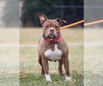 Small American Pit Bull Terrier