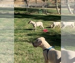 Small Photo #32 Dogo Argentino Puppy For Sale in BEAUMONT, CA, USA