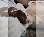 Small Photo #274 Border Collie Puppy For Sale in NORBORNE, MO, USA