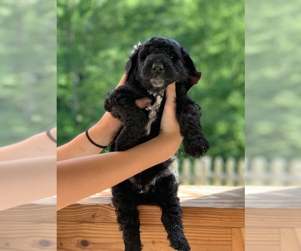 Medium Photo #1 Poodle (Standard) Puppy For Sale in PINEVILLE, KY, USA