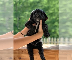 Poodle (Standard) Dog for Adoption in PINEVILLE, Kentucky USA