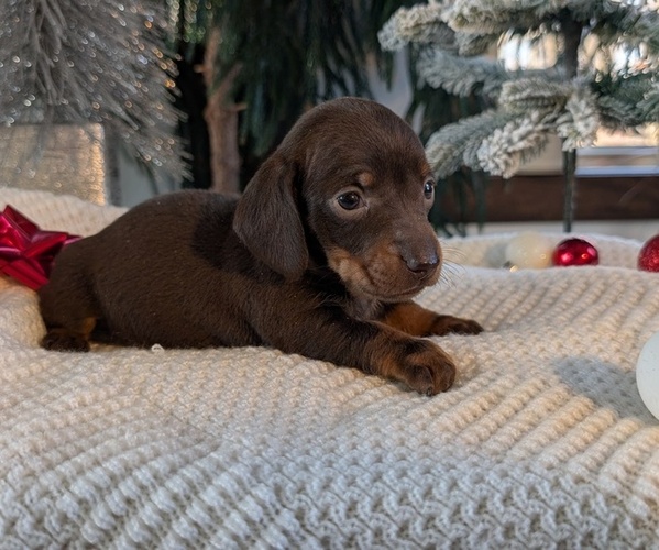 Medium Photo #8 Dachshund Puppy For Sale in GOSHEN, IN, USA