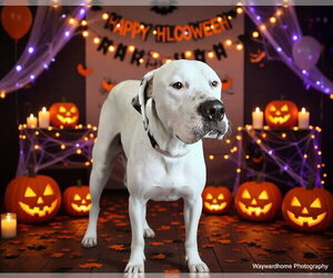 Argentinian Mastiff-Great Dane Mix Dogs for adoption in Ocala, FL, USA