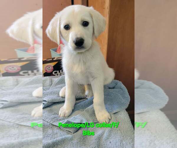 Medium Photo #1 Great Pyrenees-Unknown Mix Puppy For Sale in Aurora, IN, USA