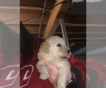 Small Photo #5 Poodle (Standard) Puppy For Sale in BEVERLY, OH, USA