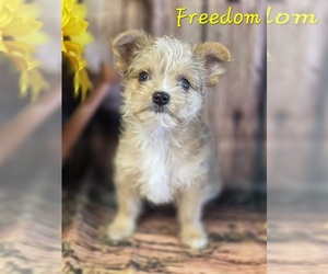 Chorkie-Yorkshire Terrier Mix Puppy for sale in HOMERVILLE, GA, USA