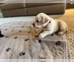 Small #60 Labrador Retriever