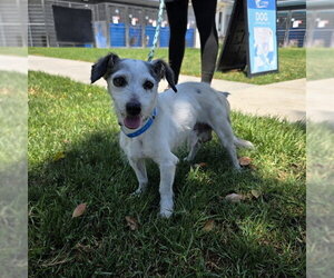 Mutt Dogs for adoption in Long Beach, CA, USA