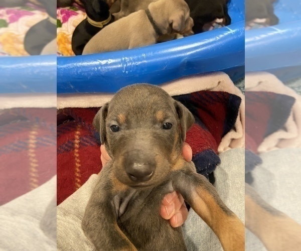 Medium Photo #6 Doberman Pinscher Puppy For Sale in PITTSBURGH, PA, USA