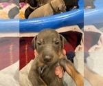 Small Photo #6 Doberman Pinscher Puppy For Sale in PITTSBURGH, PA, USA