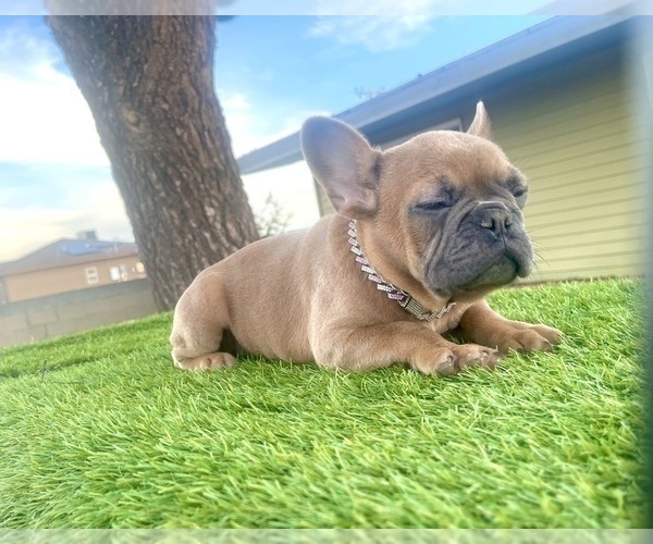 Medium Photo #13 French Bulldog Puppy For Sale in CALABASAS, CA, USA