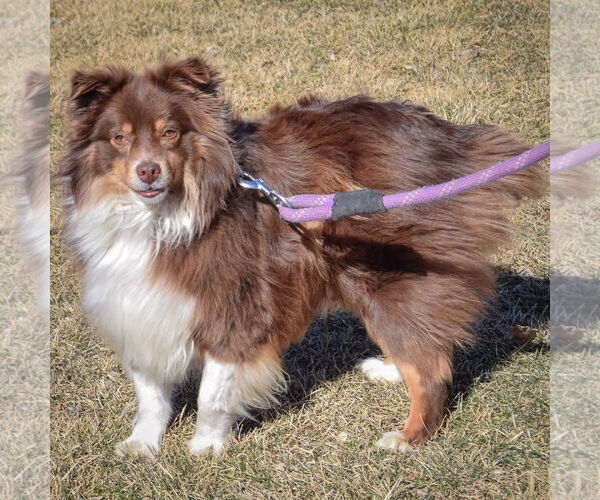 Medium Photo #2 Australian Shepherd Puppy For Sale in Huntley, IL, USA