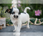 Small #2 Chihuahua
