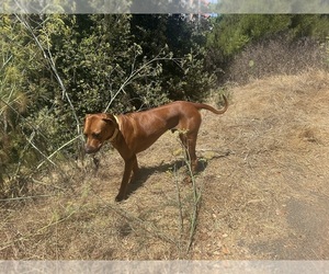 Rhodesian Ridgeback Puppy for sale in LA JOLLA, CA, USA