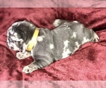 Small Photo #11 French Bulldog Puppy For Sale in BUCKS BAR, CA, USA