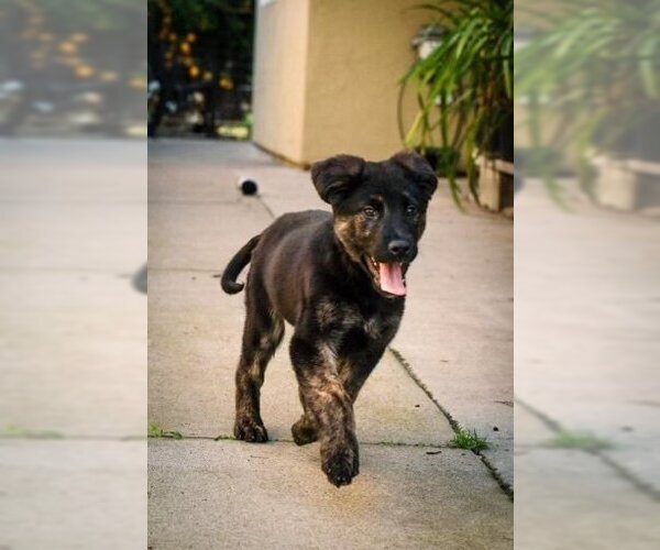 Medium Photo #1 German Shepherd Dog Puppy For Sale in West Sacramento, CA, USA