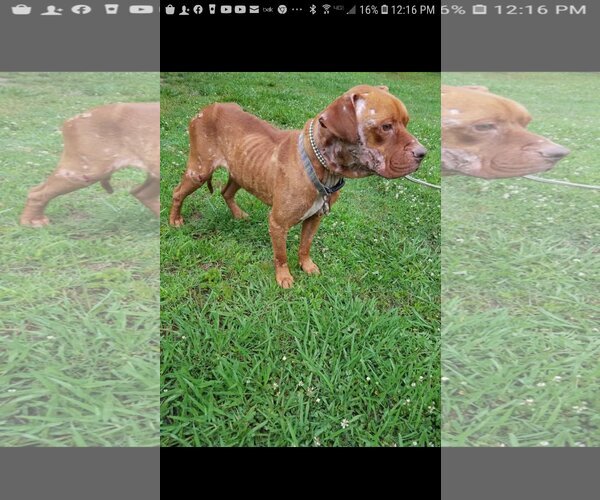 Medium Photo #7 American Pit Bull Terrier-Unknown Mix Puppy For Sale in Shreveport, LA, USA