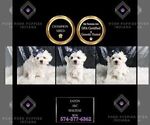 Small #2 Maltese