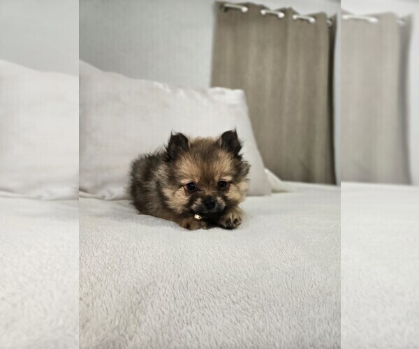 Medium Photo #2 Pomeranian Puppy For Sale in BRONSON, MI, USA