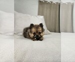 Small #1 Pomeranian