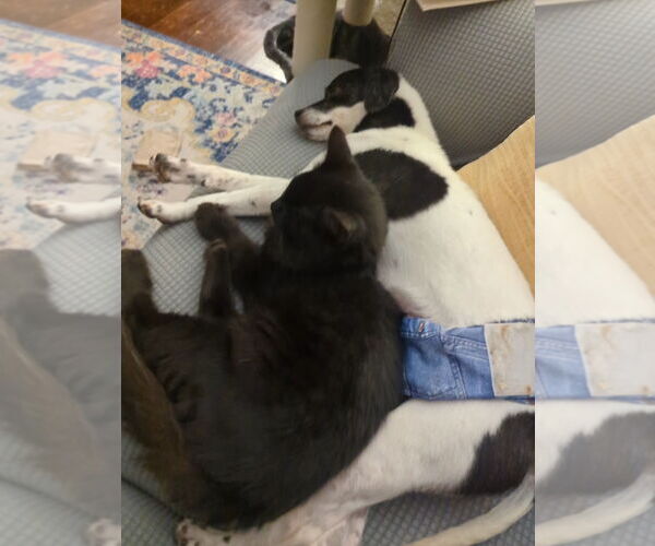 Medium Photo #3 Shih Tzu-Unknown Mix Puppy For Sale in Arcadia, FL, USA