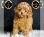 Small Photo #58 Poodle (Miniature) Puppy For Sale in WARSAW, IN, USA
