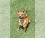 Small #1 Chihuahua Mix