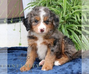 Bernedoodle (Miniature) Puppy for sale in NARVON, PA, USA