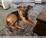 Small Photo #6 German Shepherd Dog-Unknown Mix Puppy For Sale in Minneapolis, MN, USA