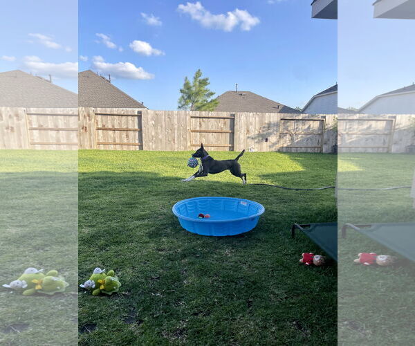 Medium Photo #6 German Shepherd Dog-Unknown Mix Puppy For Sale in The Woodlands, TX, USA