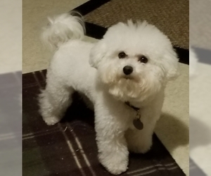 Father of the Bichon Frise puppies born on 03/20/2019