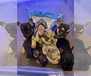 French Bulldog Puppy for Sale in GREENVILLE, South Carolina USA