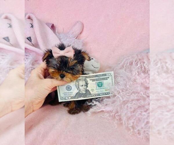 Medium Photo #4 Yorkshire Terrier Puppy For Sale in PEMBROKE PINES, FL, USA