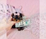 Small Photo #10 Yorkshire Terrier Puppy For Sale in PEMBROKE PINES, FL, USA