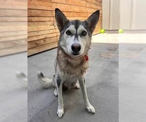 Siberian Husky Dogs for adoption in Brighton, CO, USA