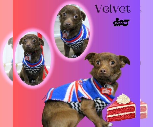 Medium Photo #1 Chihuahua Puppy For Sale in Lindsay, CA, USA