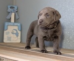 Small #3 Labrador Retriever