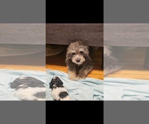 Mother of the Poodle (Toy) puppies born on 06/08/2025