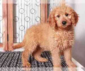 Goldendoodle (Miniature) Puppy for sale in NAPLES, FL, USA