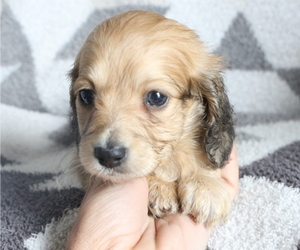 Dachshund Puppy for Sale in BOSWELL, Indiana USA