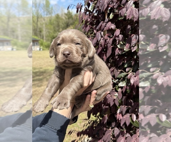 Medium Photo #1 Labrador Retriever Puppy For Sale in CLINTON, SC, USA
