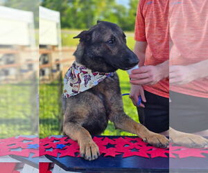 German Shepherd Dog Dogs for adoption in Leavenworth, KS, USA