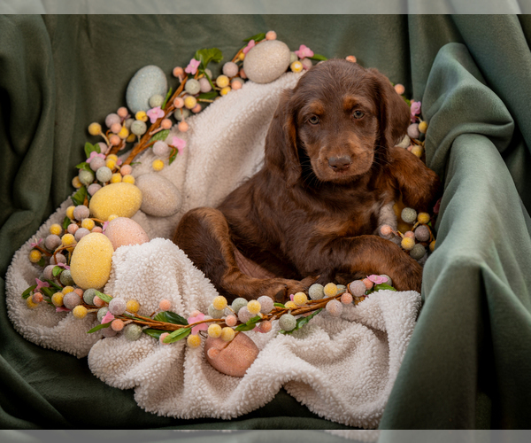 Medium Photo #8 Labradoodle Puppy For Sale in DEEPWATER, MO, USA