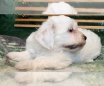 Small Photo #7 Havanese Puppy For Sale in FENTON, MO, USA