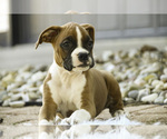 Small #9 Boxer