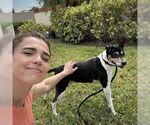 Small #20 Rat Terrier